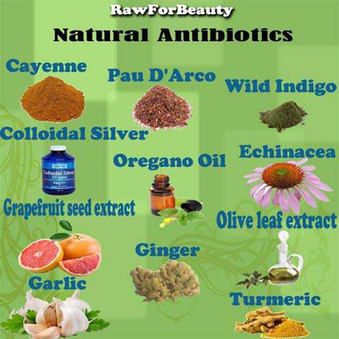 naturalne antybiotyki